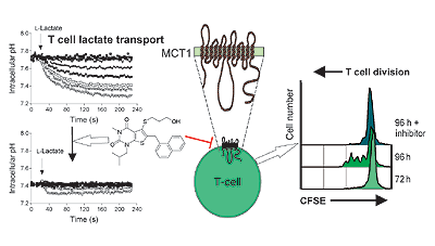 Monocarboxylate transporter MCT1 is a target for immunosuppression