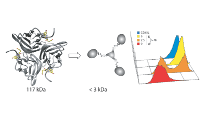C<sub>3</sub>-symmetric peptide scaffolds are functional mimetics of trimeric CD40L