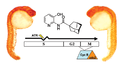 Small molecules that delay S phase suppress a zebrafish <i>bmyb</i> mutant