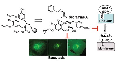 Secramine inhibits Cdc42-dependent functions in cells and
              Cdc42 activation <i>in vitro</i>