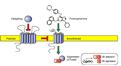 Purmorphamine activates the Hedgehog pathway by targeting Smoothened