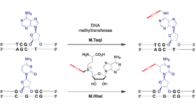 Direct transfer of extended groups from synthetic cofactors by DNA methyltransferases