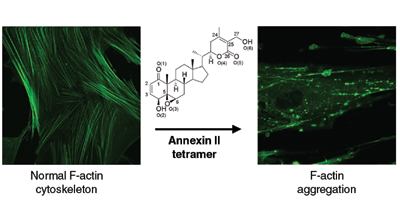 Actin microfilament aggregation induced by withaferin A is mediated by annexin II