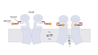 Allosteric control of an ionotropic glutamate receptor with an optical switch