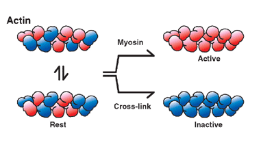 Dynamic polymorphism of single actin molecules in the actin filament