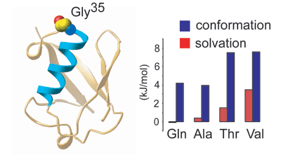 Dissecting the energetics of protein α-helix C-cap termination through chemical protein synthesis