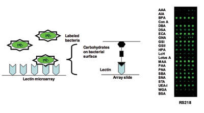 Analyzing the dynamic bacterial glycome with a lectin microarray approach