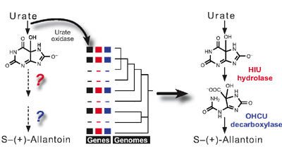 Completing the uric acid degradation pathway through phylogenetic comparison of whole genomes