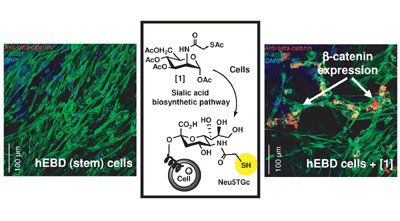 Metabolic installation of thiols into sialic acid modulates adhesion and stem cell biology