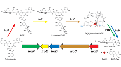 How pathogenic bacteria evade mammalian sabotage in the battle for iron