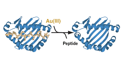 Noble metals strip peptides from class II MHC proteins
