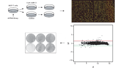 An shRNA barcode screen provides insight into cancer cell vulnerability to MDM2 inhibitors