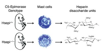 Heparan sulfate C5-epimerase is essential for heparin biosynthesis in mast cells
