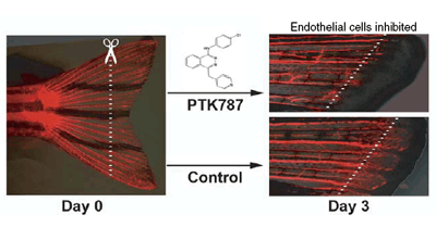 Chemical modulation of receptor signaling inhibits regenerative angiogenesis in adult zebrafish