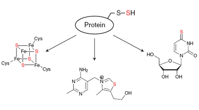 Trafficking in persulfides: delivering sulfur in biosynthetic pathways