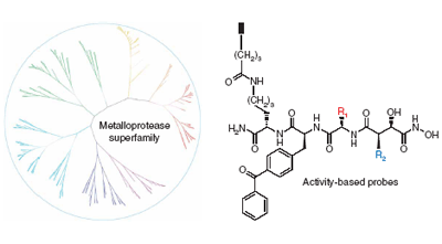 Proteomic profiling of metalloprotease activities with cocktails of active-site probes