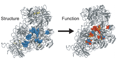 Functional epitopes at the ribosome subunit interface