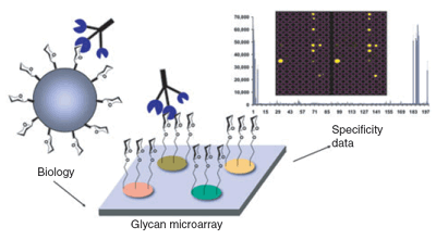 Sweet spots in functional glycomics