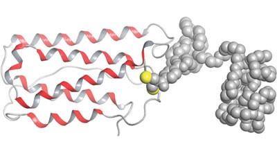Site-specific PEGylation of native disulfide bonds in therapeutic proteins