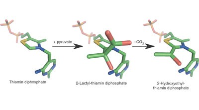The catalytic cycle of a thiamin diphosphate enzyme examined by cryocrystallography