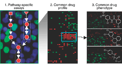 Identifying off-target effects and hidden phenotypes of drugs in human cells