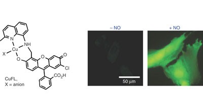 Visualization of nitric oxide in living cells by a copper-based fluorescent probe