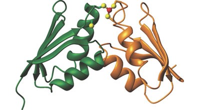 The Atx1-Ccc2 complex is a metal-mediated protein-protein interaction