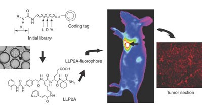 Combinatorial chemistry identifies high-affinity peptidomimetics against α<sub>4</sub>β<sub>1</sub> integrin for <i>in vivo</i> tumor imaging