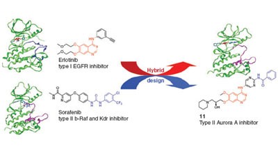 Rational design of inhibitors that bind to inactive kinase conformations