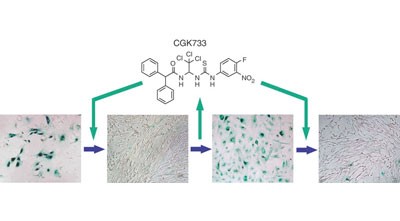 Small molecule–based reversible reprogramming of cellular lifespan