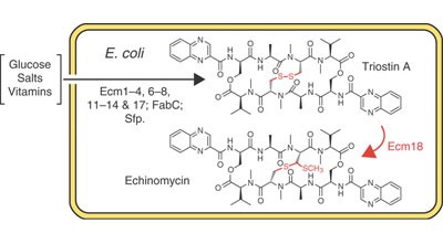 Total biosynthesis of antitumor nonribosomal peptides in <i>Escherichia coli</i>