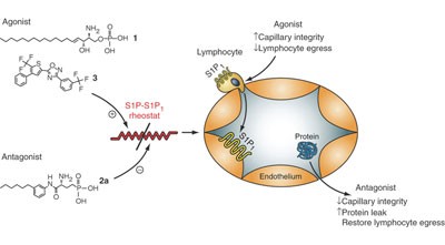Enhancement of capillary leakage and restoration of lymphocyte egress by a chiral S1P<sub>1</sub> antagonist <i>in vivo</i>