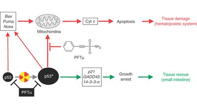 Small-molecule inhibitor of p53 binding to mitochondria protects mice from gamma radiation