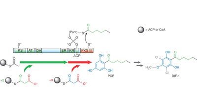 Biosynthesis of <i>Dictyostelium discoideum</i> differentiation-inducing factor by a hybrid type I fatty acid–type III polyketide synthase