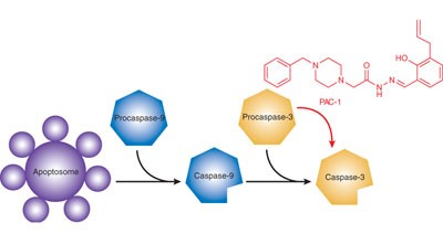 Small-molecule activation of procaspase-3 to caspase-3 as a personalized anticancer strategy