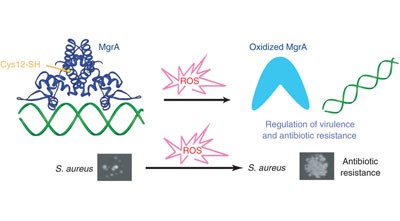 An oxidation-sensing mechanism is used by the global regulator MgrA in <i>Staphylococcus aureus</i>