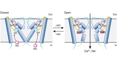 Nitric oxide activates TRP channels by cysteine S-nitrosylation