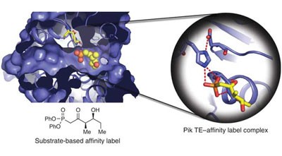 Structural and mechanistic insights into polyketide macrolactonization from polyketide-based affinity labels