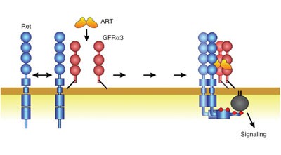 Quantitative analysis of the activation mechanism of the multicomponent growth-factor receptor Ret