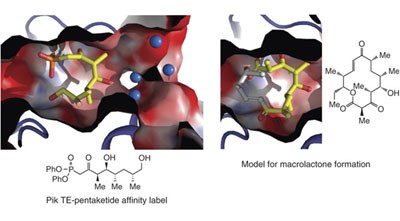 Structural basis for macrolactonization by the pikromycin thioesterase