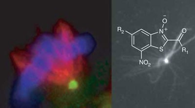 Inhibitors of Polo-like kinase reveal roles in spindle-pole maintenance