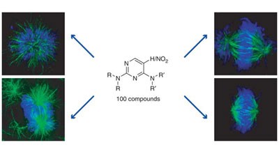 Probing cell-division phenotype space and Polo-like kinase function using small molecules