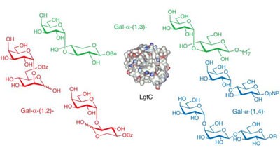 Using substrate engineering to harness enzymatic promiscuity and expand biological catalysis