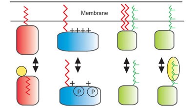 Trafficking and signaling by fatty-acylated and prenylated proteins