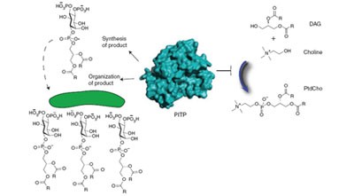 Phosphatidylinositol transfer proteins and cellular nanoreactors for lipid signaling