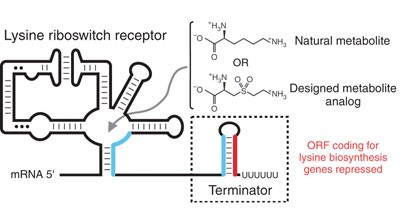 Antibacterial lysine analogs that target lysine riboswitches