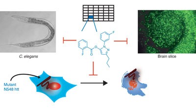 Selective inhibitors of death in mutant huntingtin cells