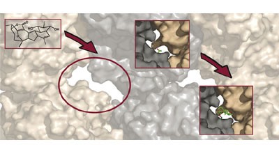 Cyclostreptin binds covalently to microtubule pores and lumenal taxoid binding sites