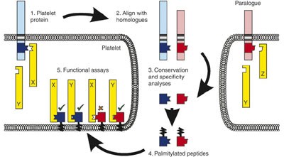 Bioinformatic discovery of novel bioactive peptides