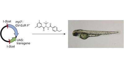 Small-molecule regulation of zebrafish gene expression